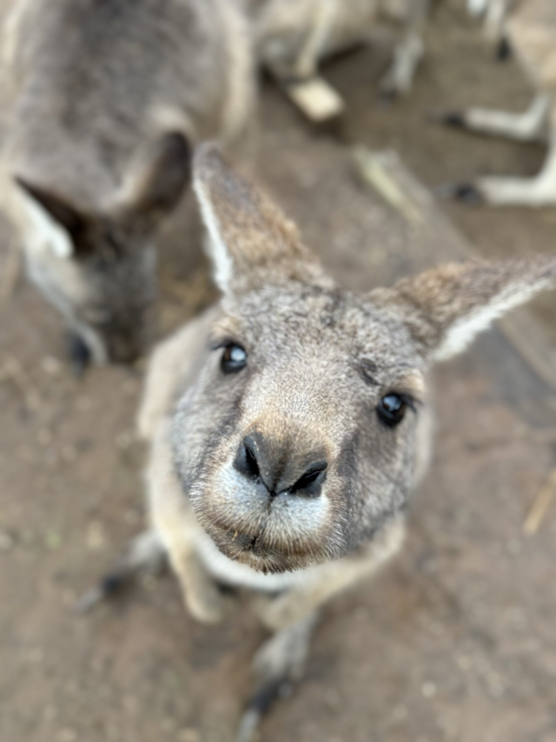 ホバート周辺の観光スポットで見たカンガルー
