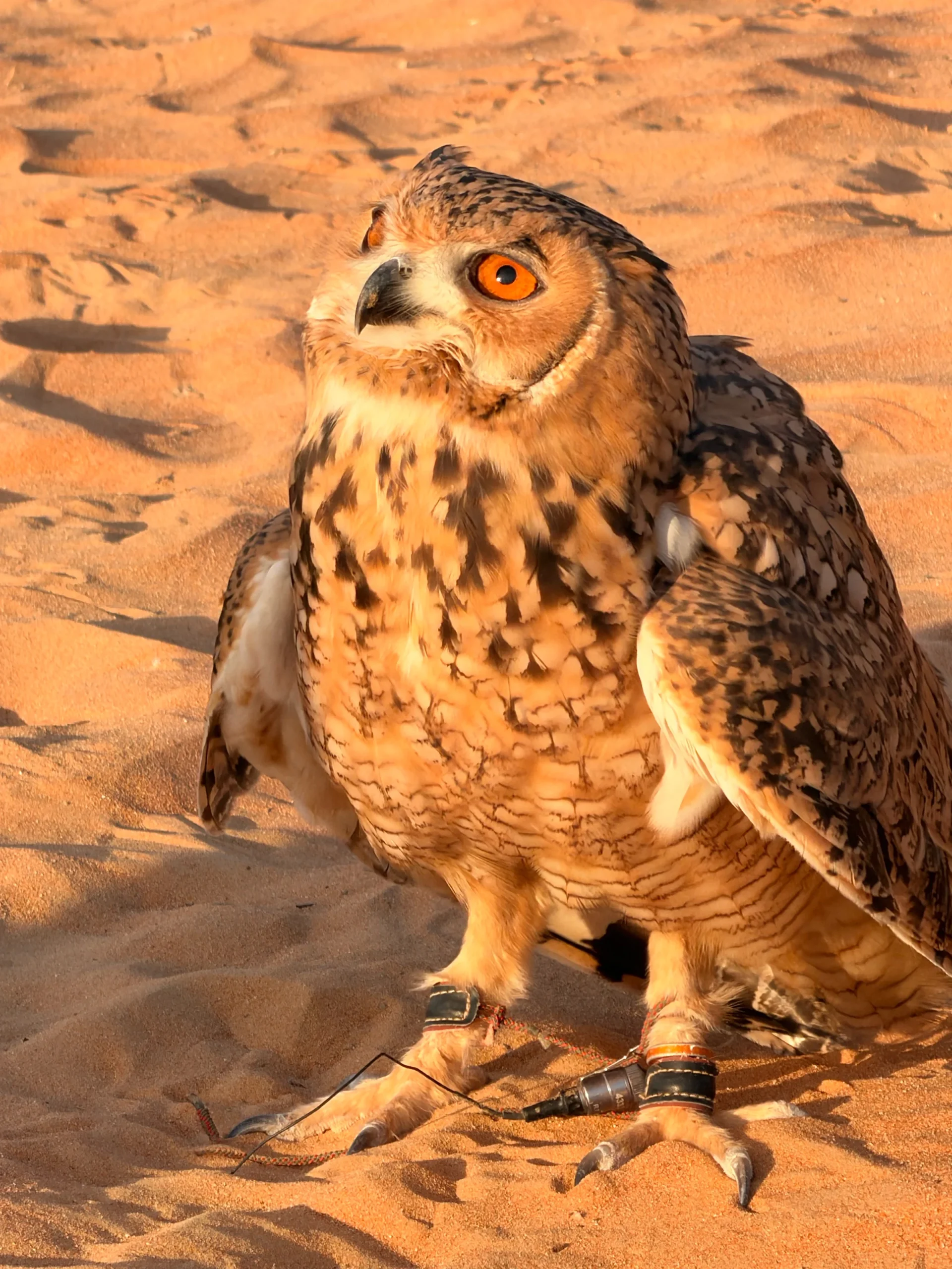 砂の上にいるフクロウ。