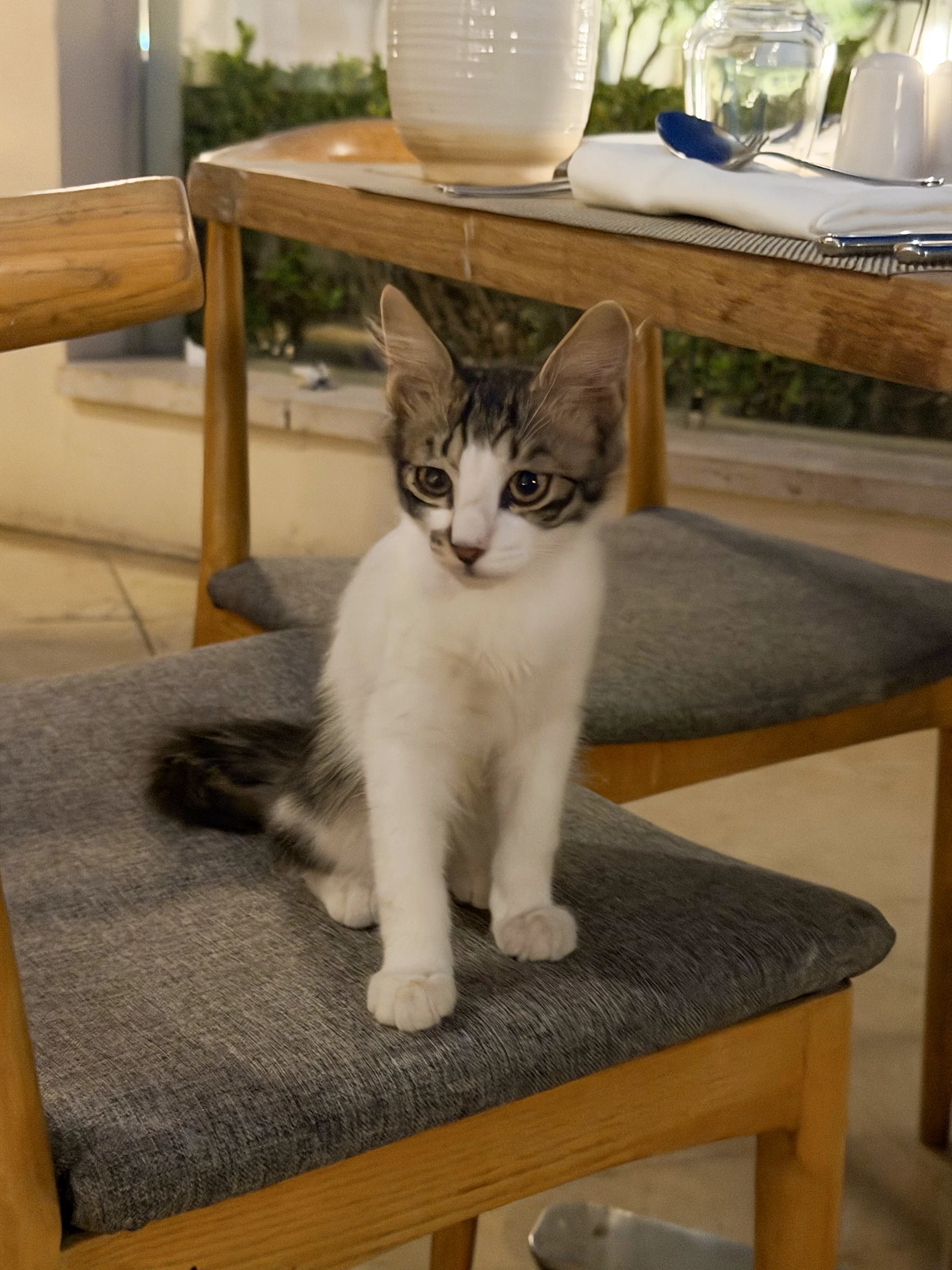レストランで見かけた猫。