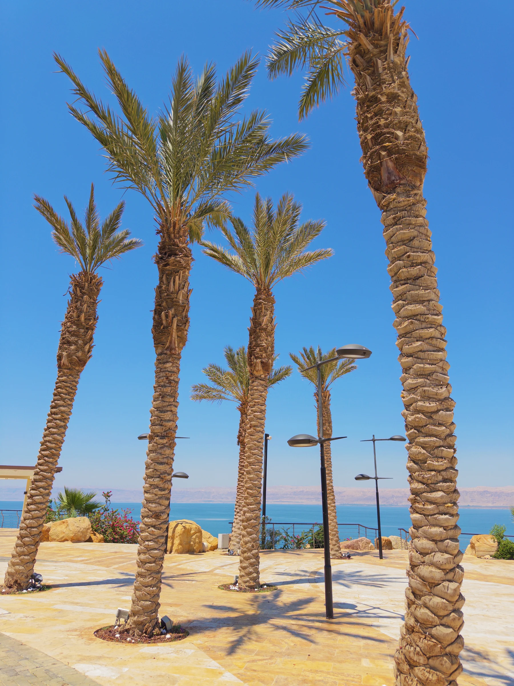 Between the palm trees to the water.