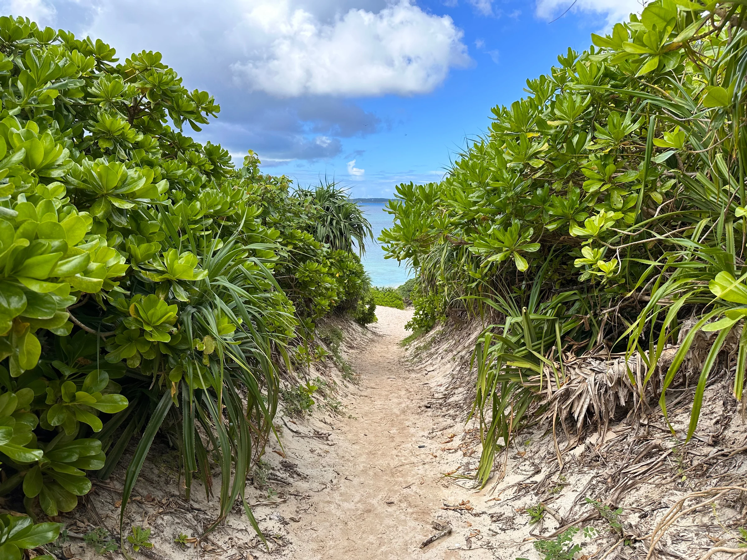 Through the greenery to the sea.