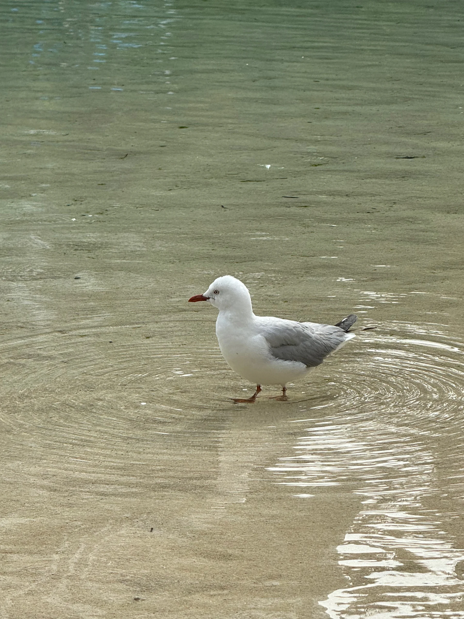 A bird floating on the water, too.