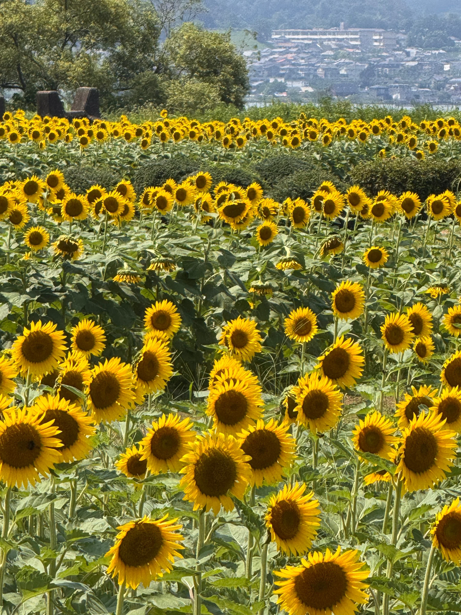 Summer sunflowers beside the road