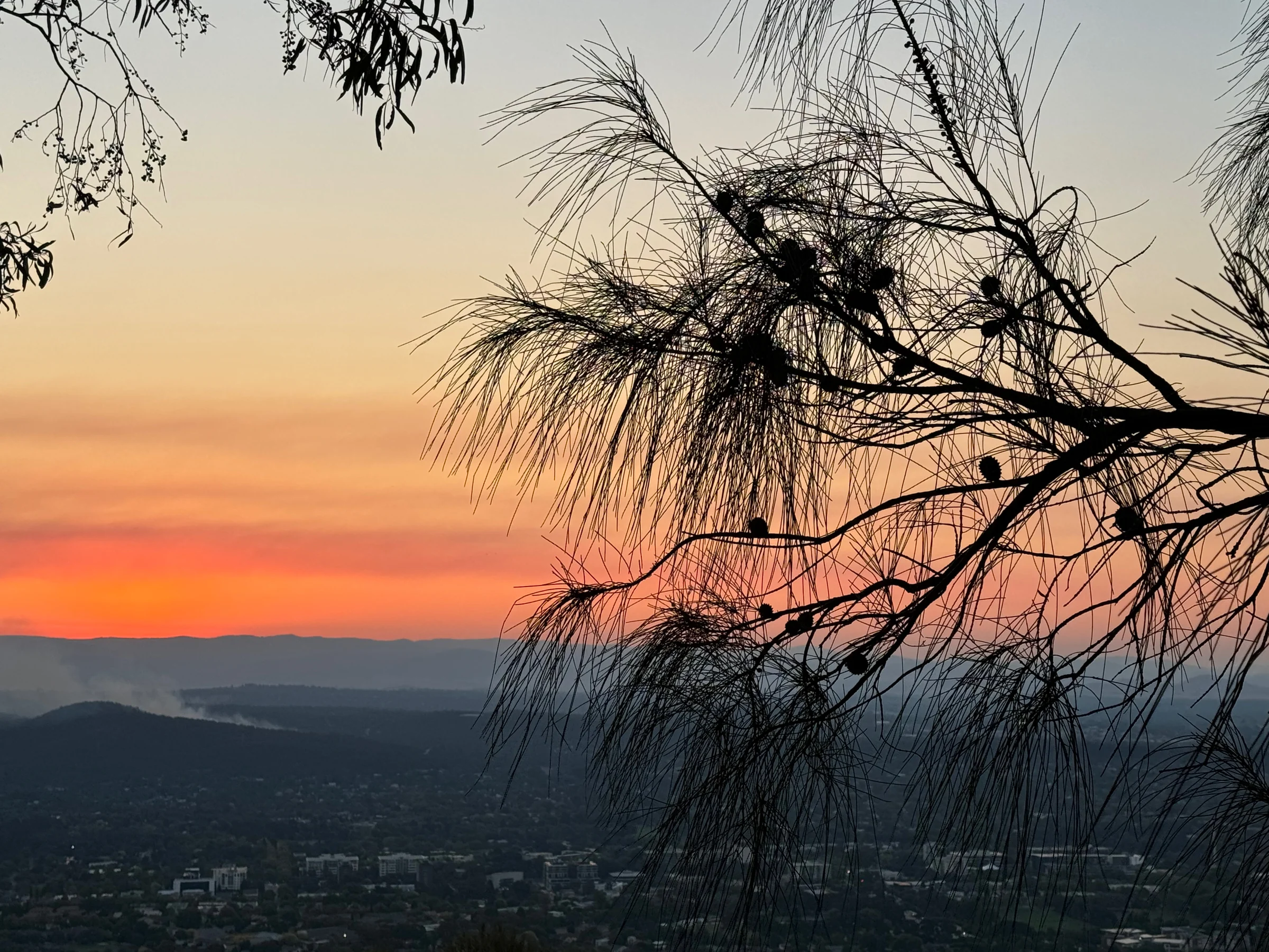 The evening sky seen through branches.
