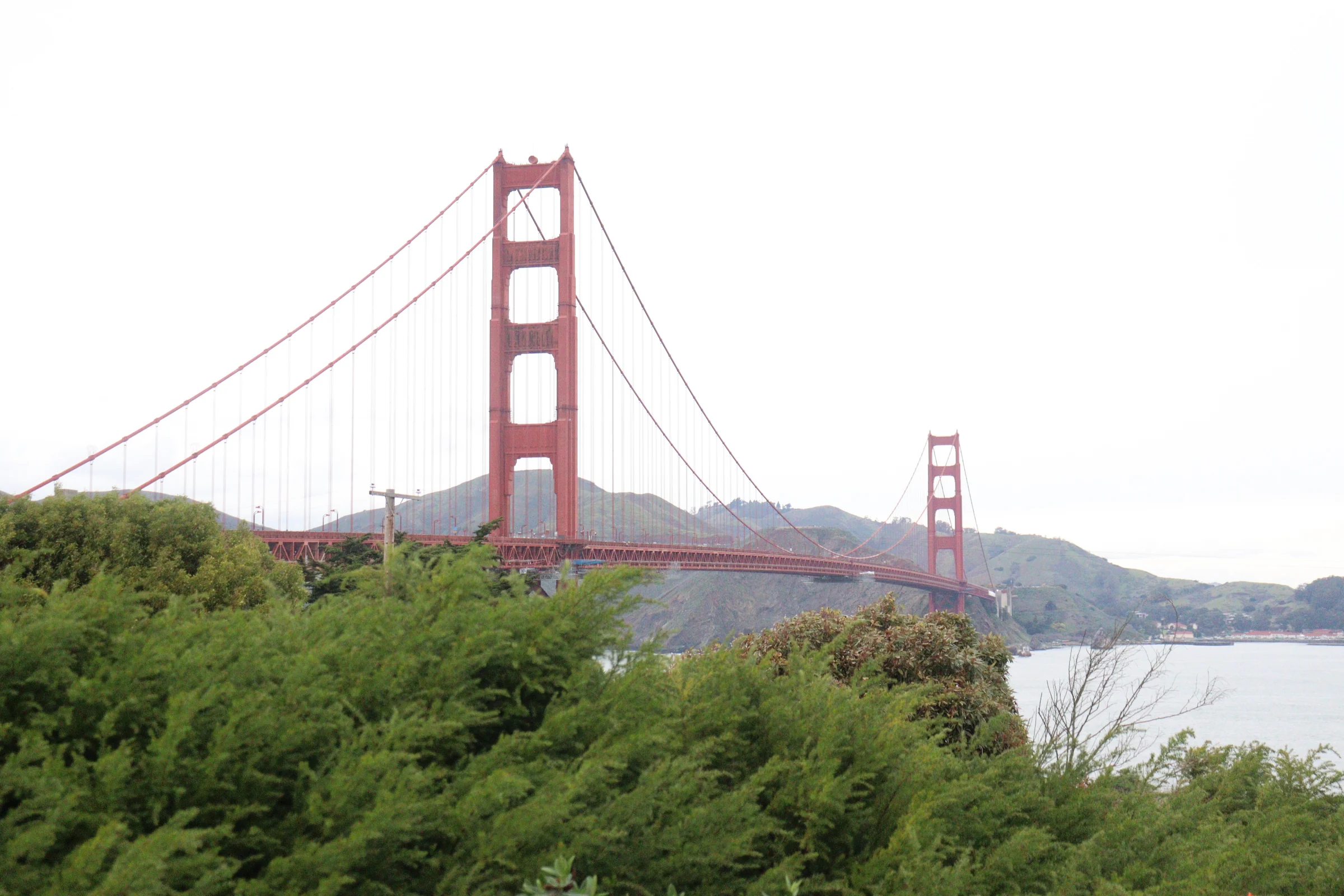 The bridge beyond the greenery.