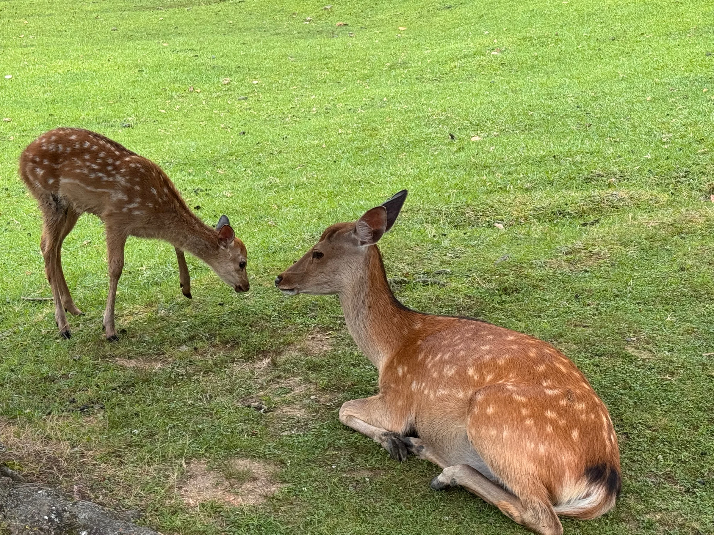 Deer in Nara Park on the way home.