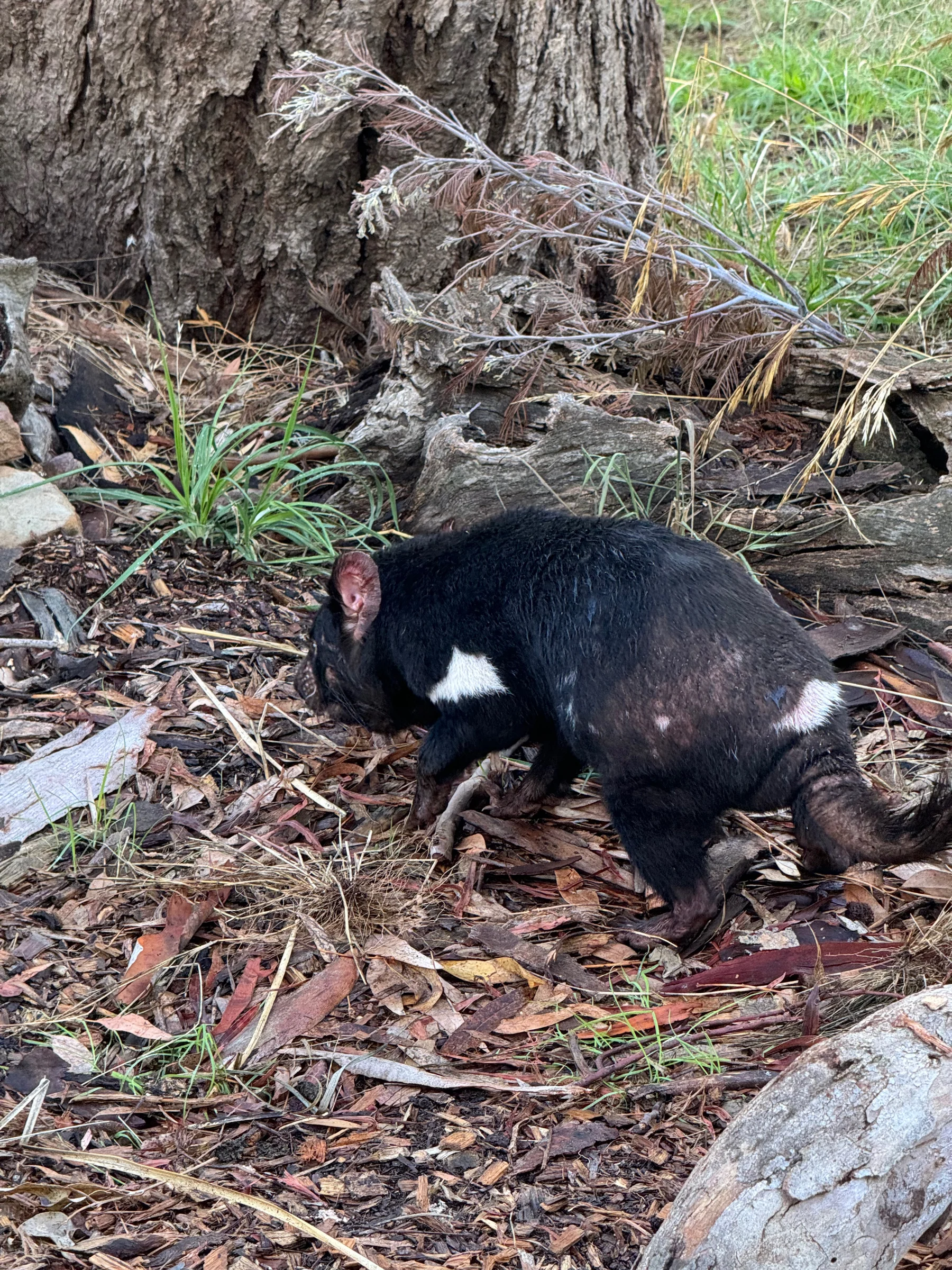 A Tasmanian devil at Bonorong.
