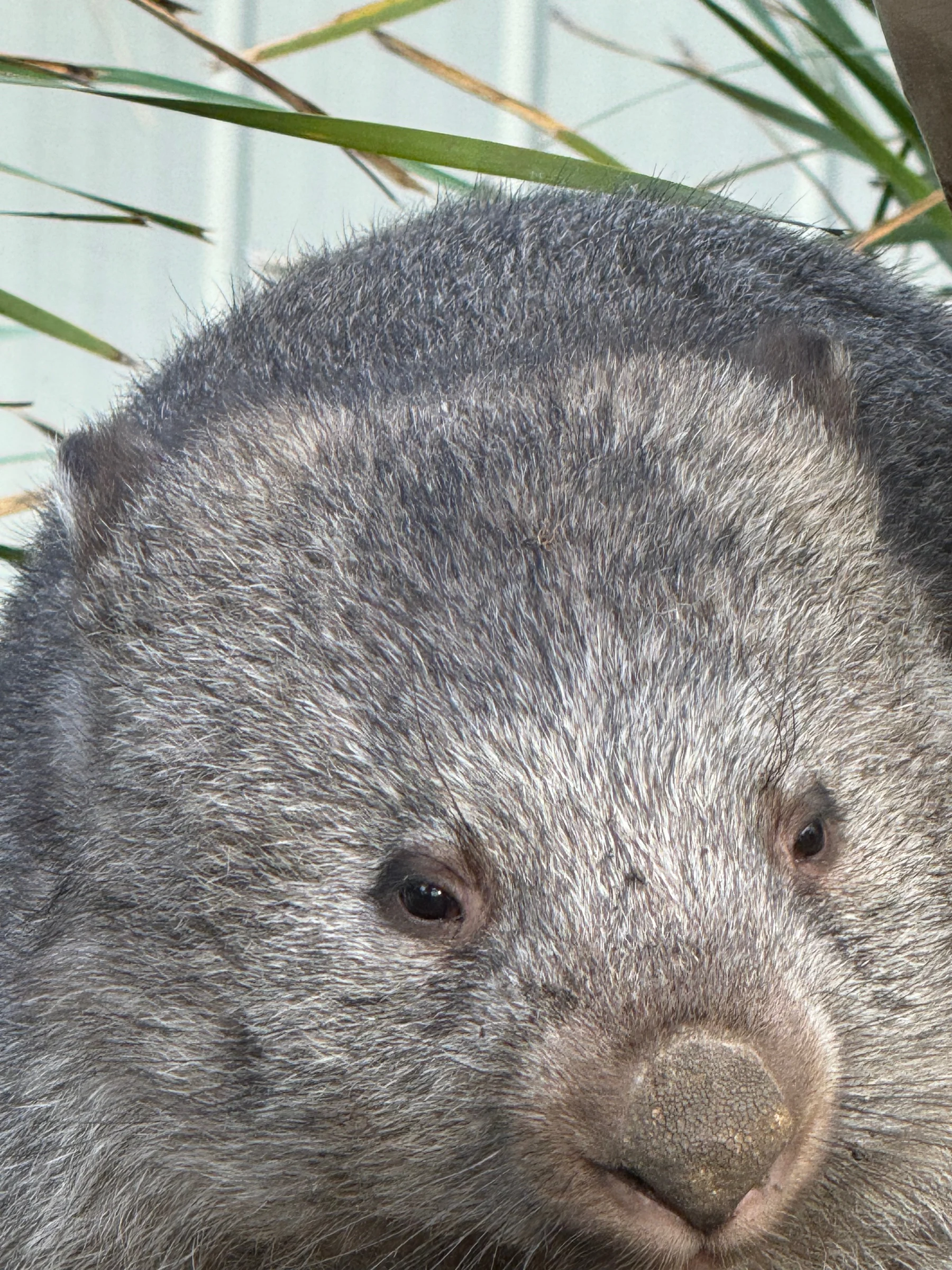 A wombat resting beside the grass.