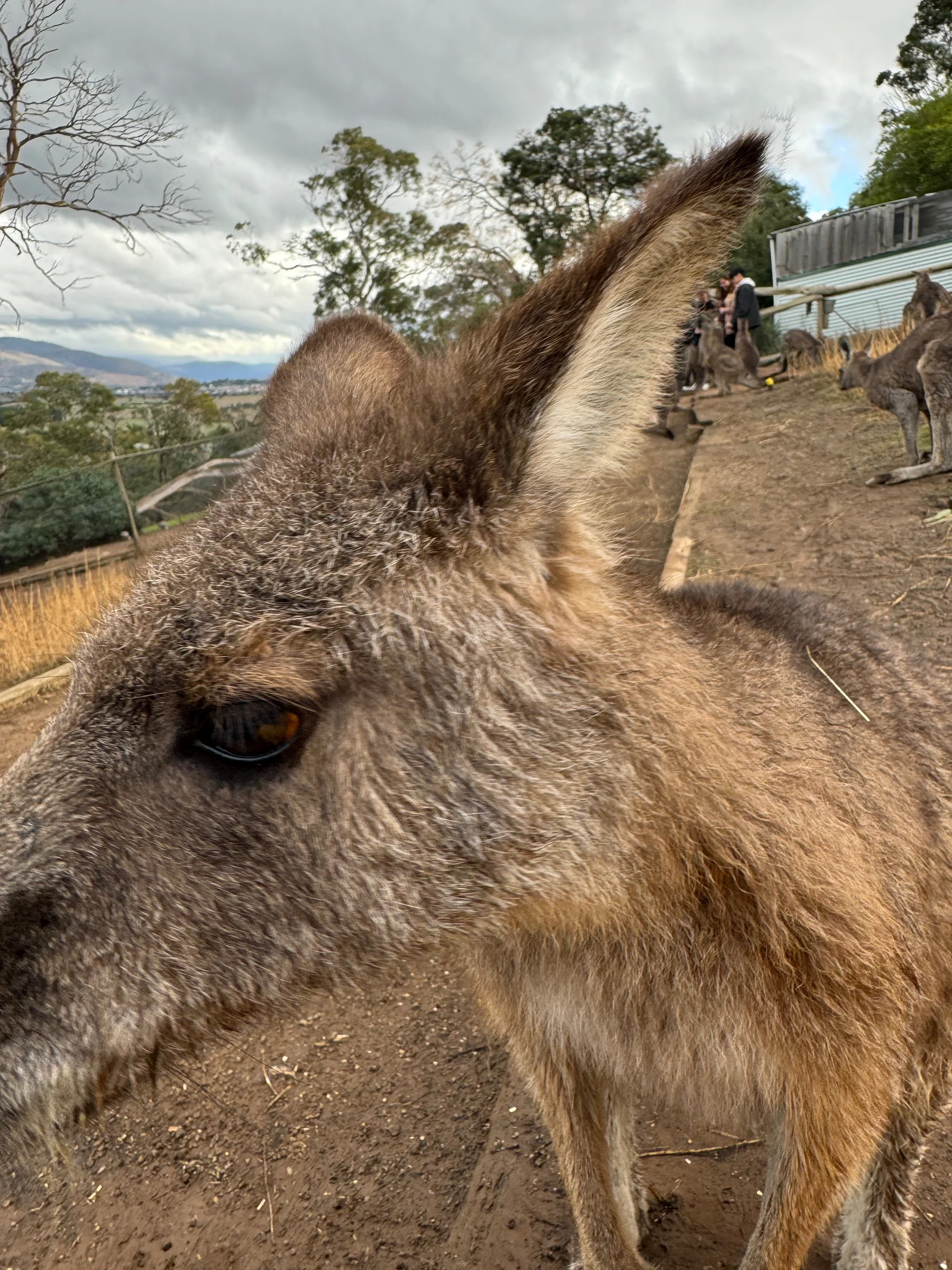 A kangaroo I met up close.