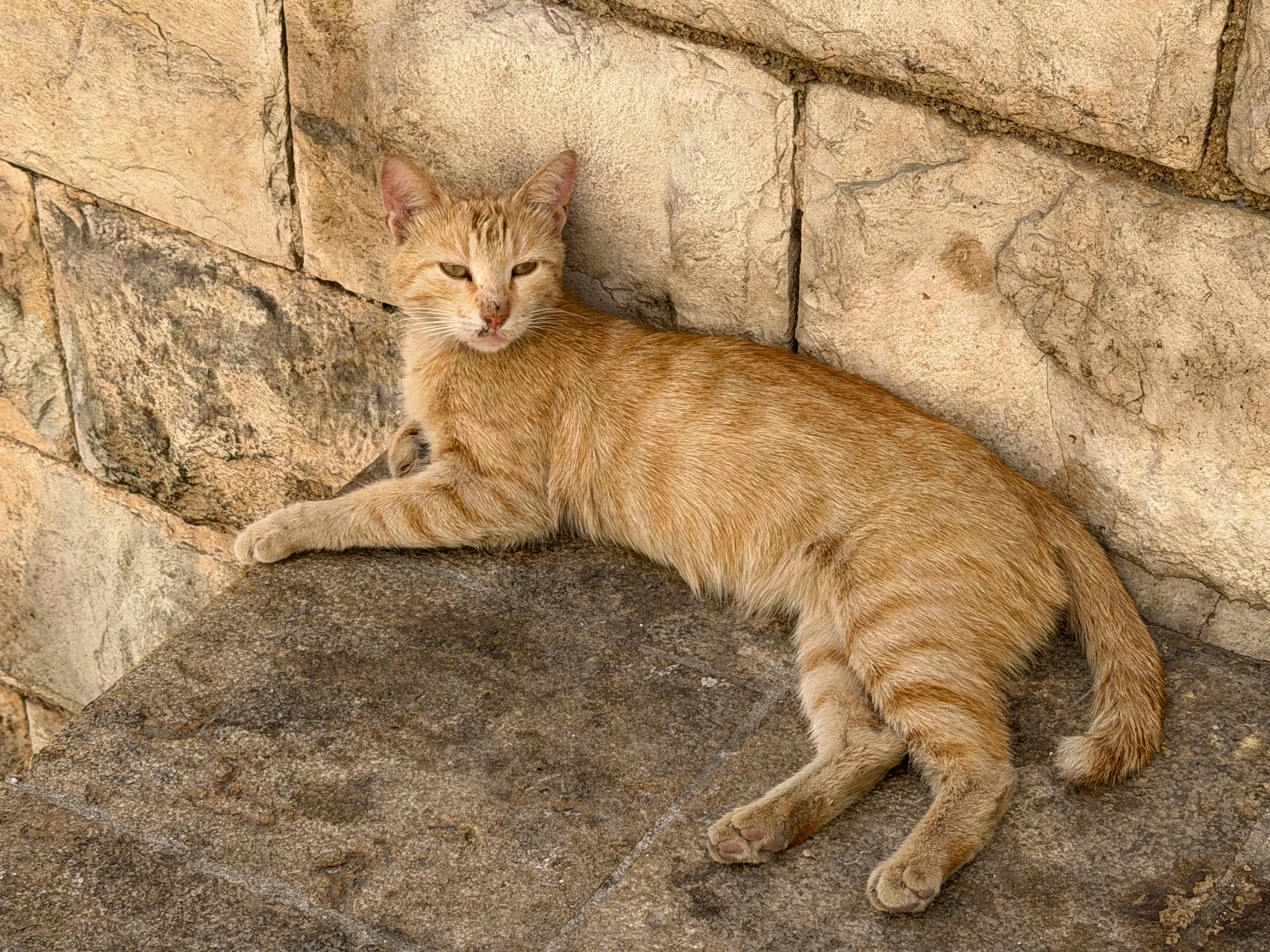 石壁のそばで休む猫