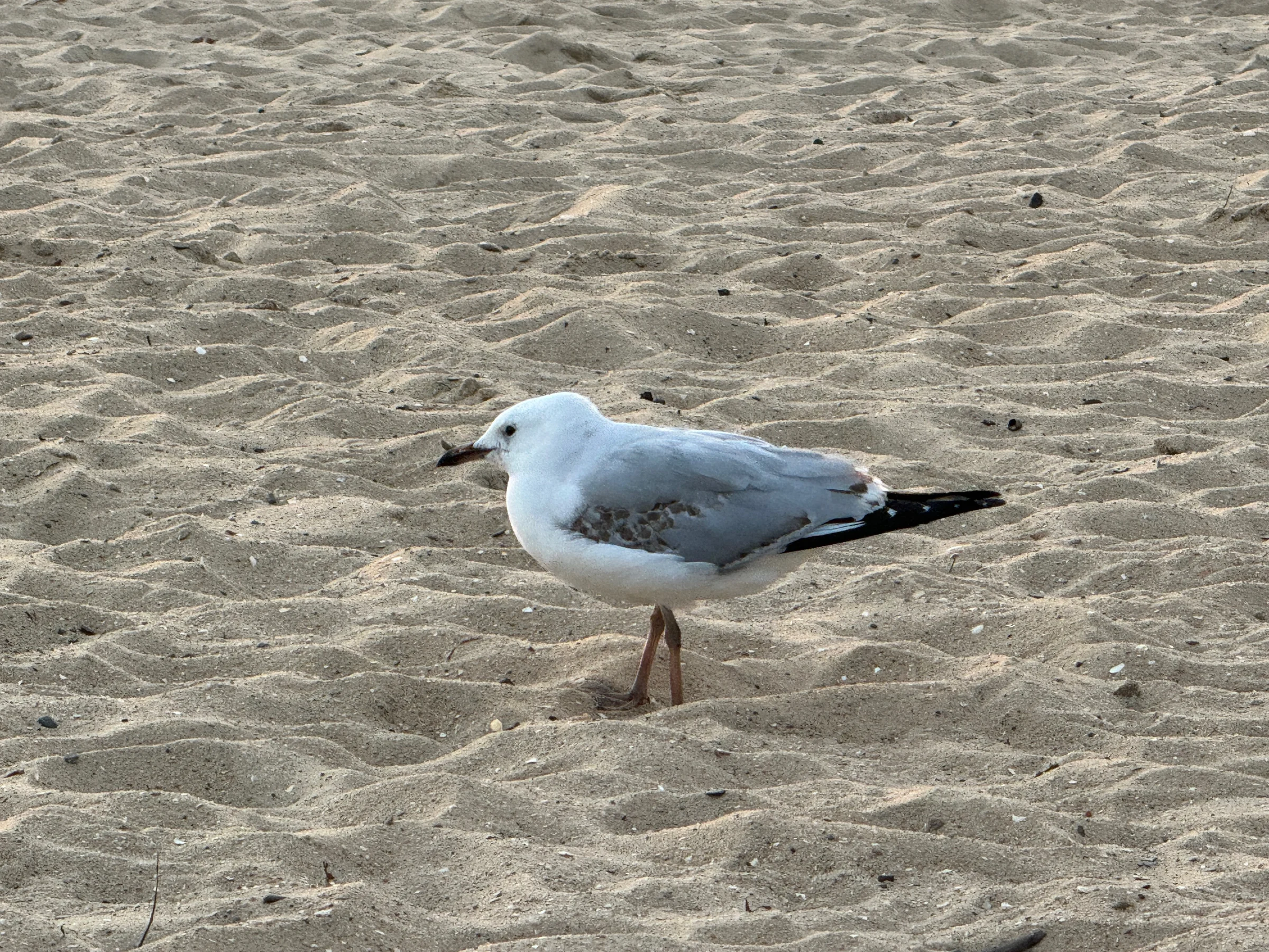 Seagulls on the sand.