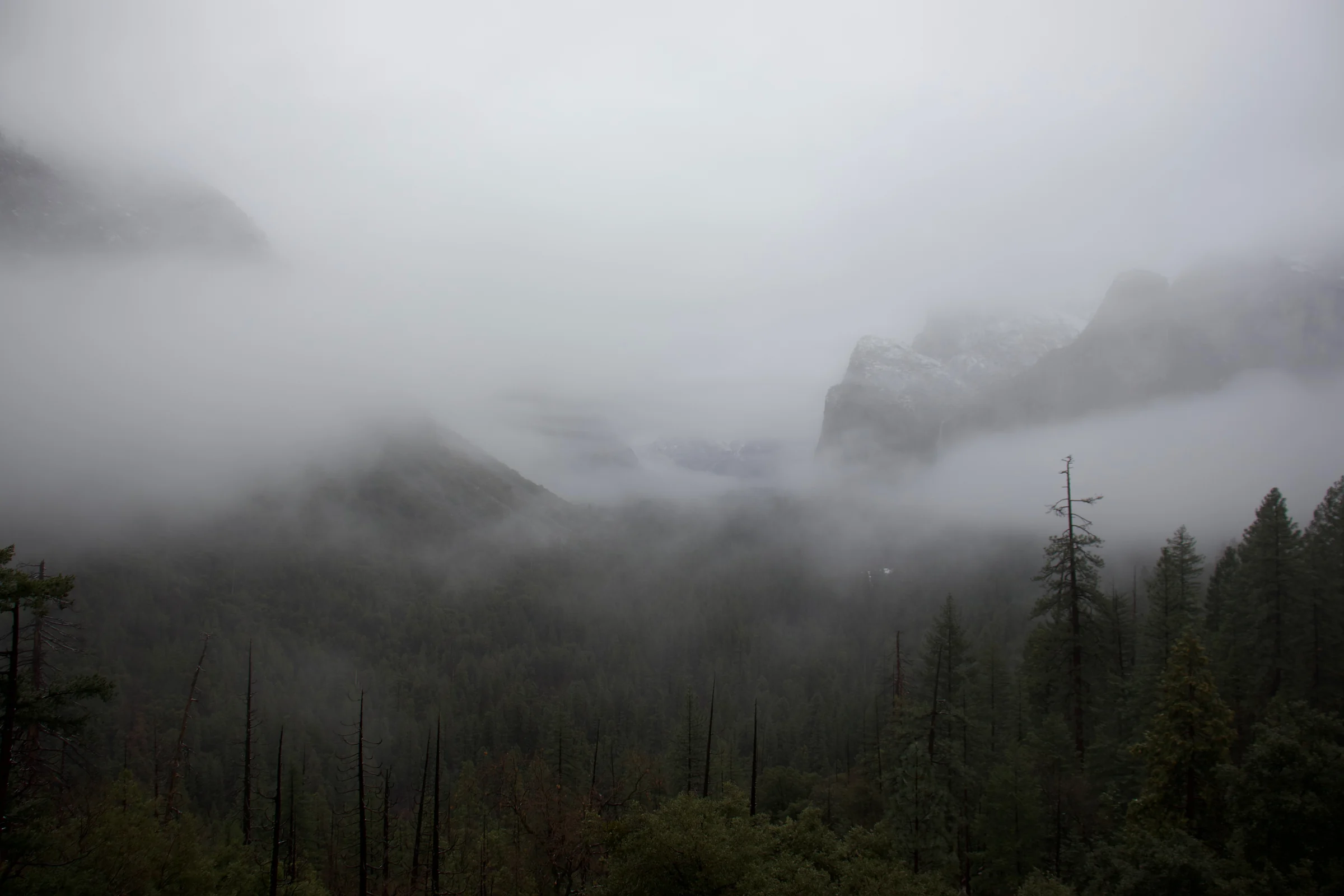 Misty forest and cliffs in Yosemite.