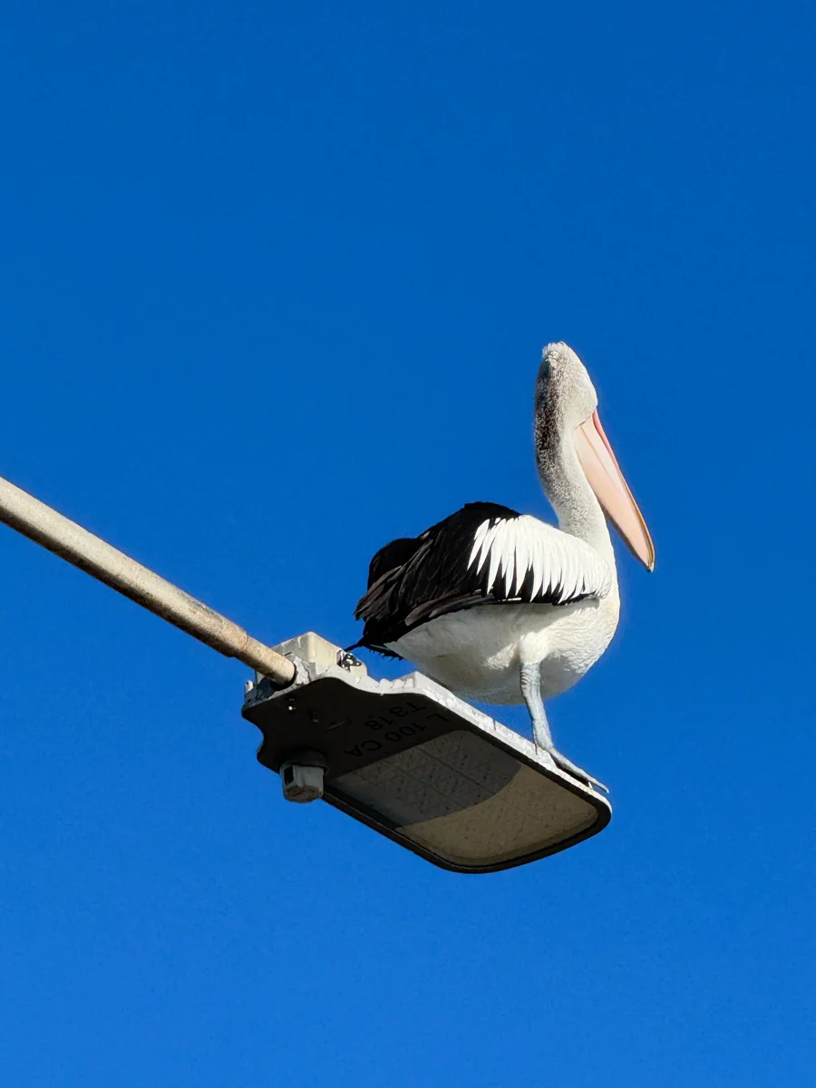 青空を背景に休む一羽のペリカン